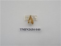 藏品(雙線苔蛾)的圖片